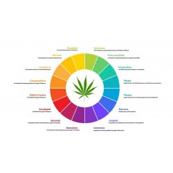 Cannabis Terpene