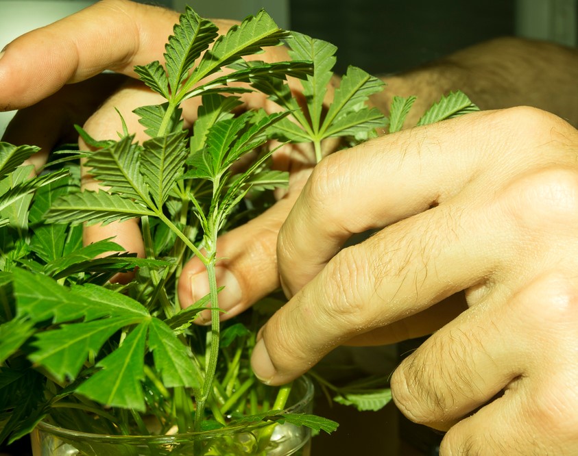 Frische Cannabis-Klone mit beschnittenen Blättern