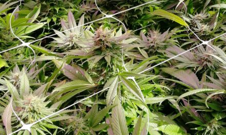Heimgärtnern‍ mit Spaß: ⁣Cannabis Growbox kaufen!