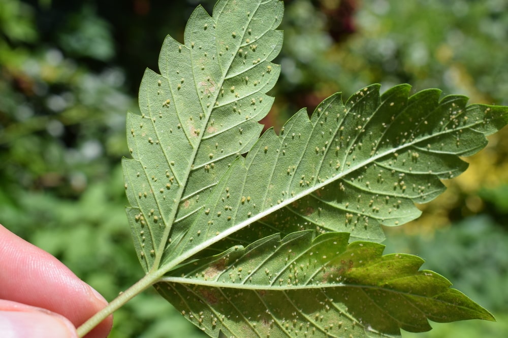 Cannabis-Schädlinge: Unterseite eines geschädigten Hanfblattes ist von gelben Blattläusen überzogen