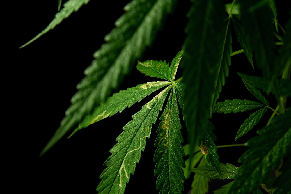 Blattminen bzw. Tunnel im Blätterwerk einer Hanfpflanze durch die Minierfliege, einem Cannabis-Schädling