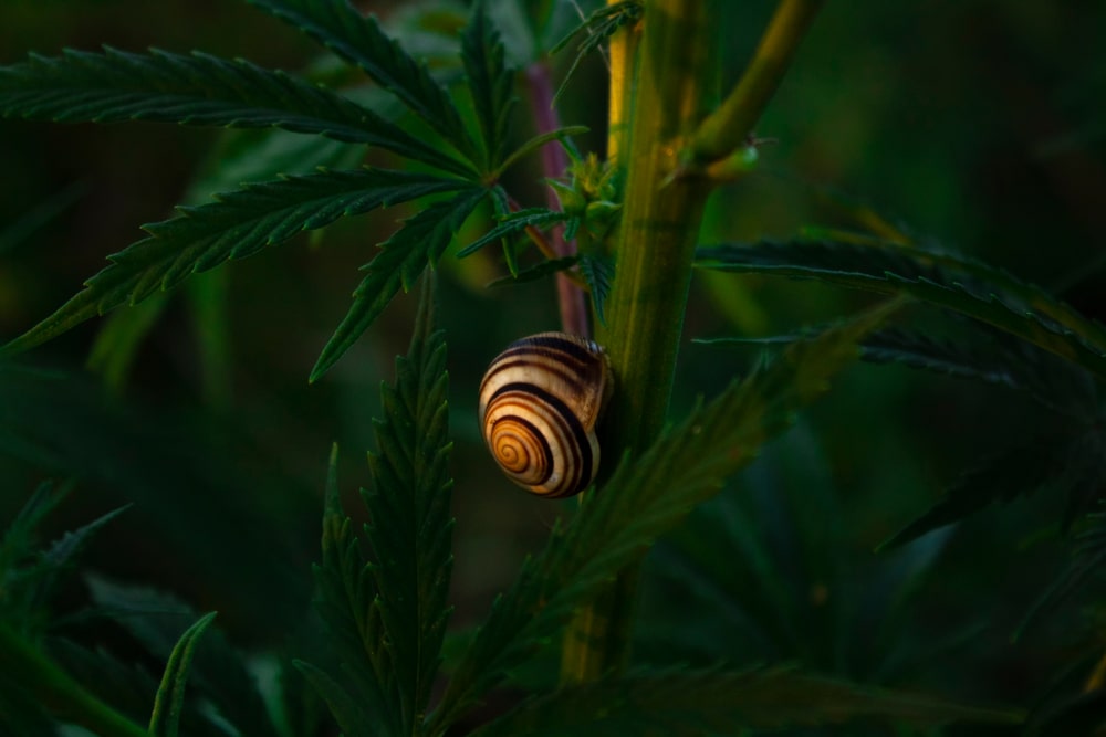 Cannabis-Schädling: Schnecke mit Haus sitzt auf dem Stamm einer Cannabispflanze