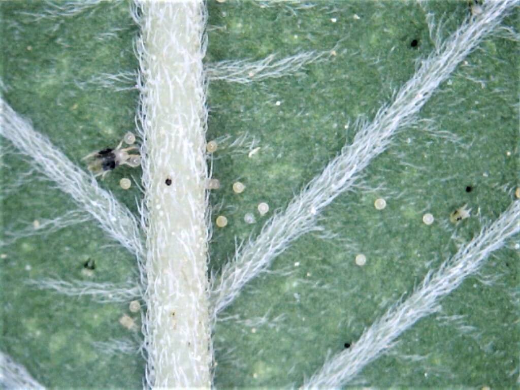 Cannabis-Schädlinge: Ausgewachsene Spinnmilbe sitzt auf der Unterseite eines Hanfblattes und ist von Eiern umgeben