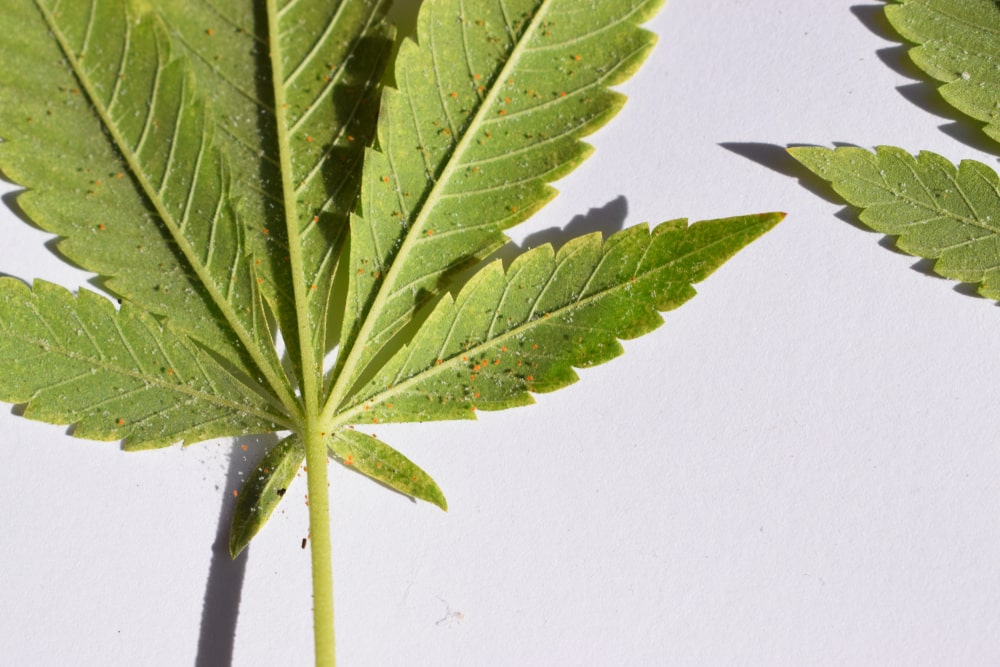 Cannabis-Schädlinge: Spinnmilben mit Spinnfäden auf der Rückseite eines Hanfblattes