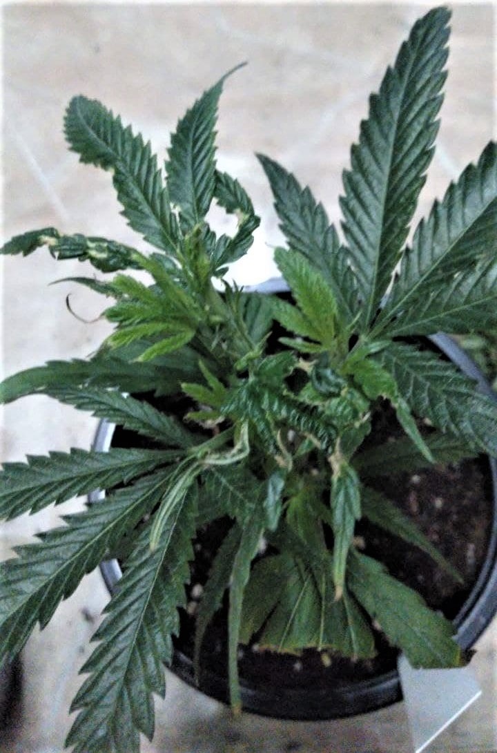 Kümmerwuchs bzw. Blattverformungen bei einer Cannabispflanze aufgrund eines Weichhautmilben-Befalls