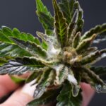 Schimmel auf Cannabis