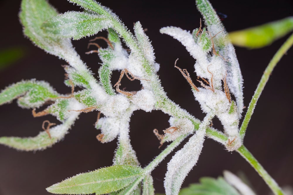 Weißer Schimmel auf Cannabis-Pflanze