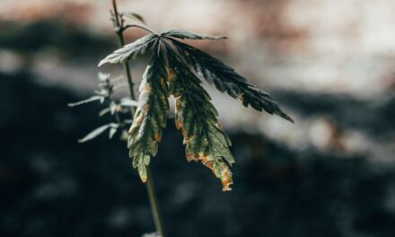 Die Top 10 der häufigsten Cannabis-Krankheiten – Part 2