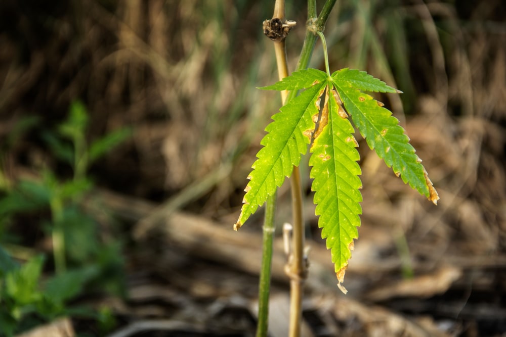 Rostflecken auf Cannabis-Blatt