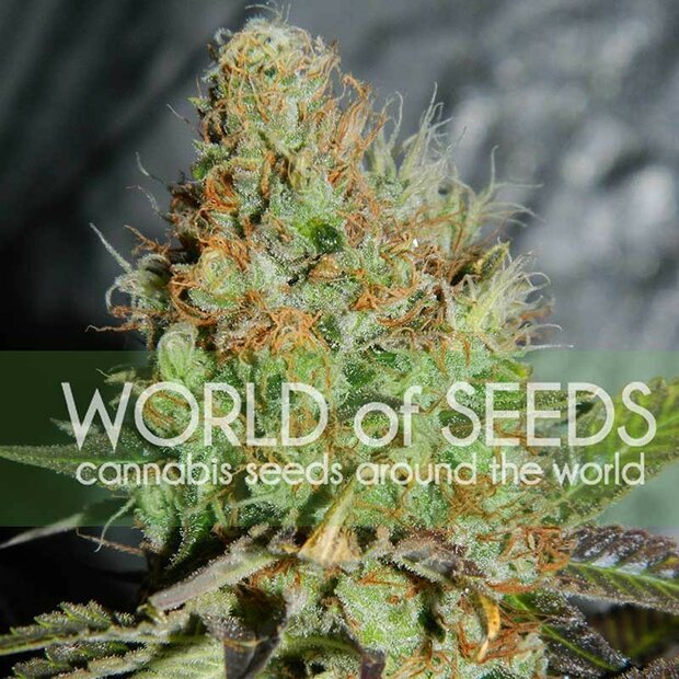 World of Seeds Afghan Kush Special Hanfsamen