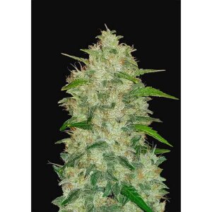 FB Original Chemdawg Auto Hanfsamen