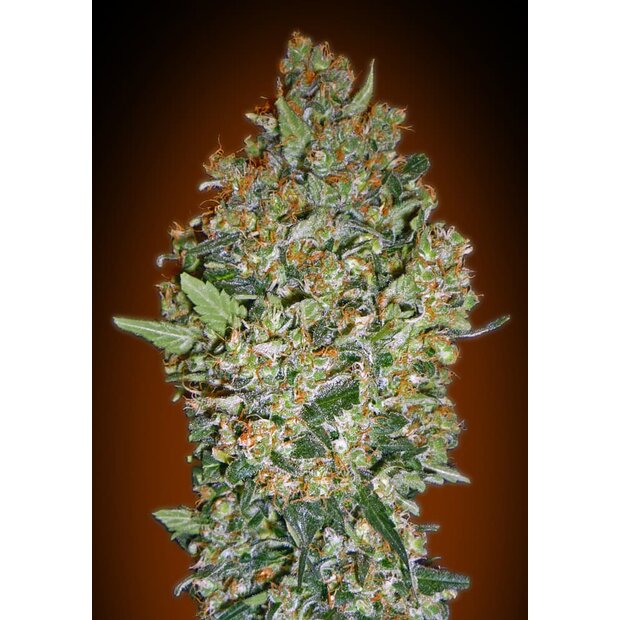 00 Seeds Cheese Berry