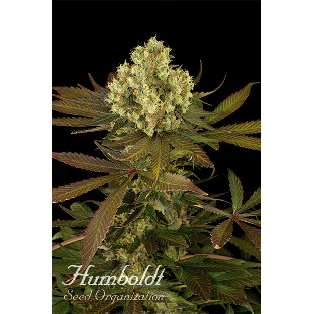 Humboldt Sour Blueberry Hanfsamen