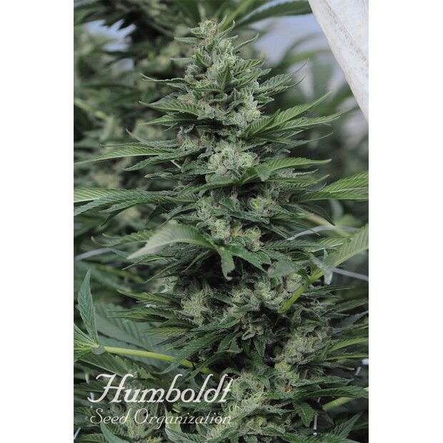 Humboldt Sour Diesel #2 Hanfsamen