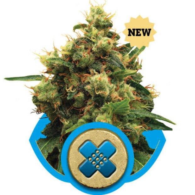 Royal Queen Painkiller XL CBD Hanfsamen 3 Stück feminisiert