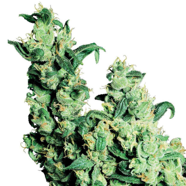 Sensi Seeds Jack Herer Hanfsamen 10 Stück regular