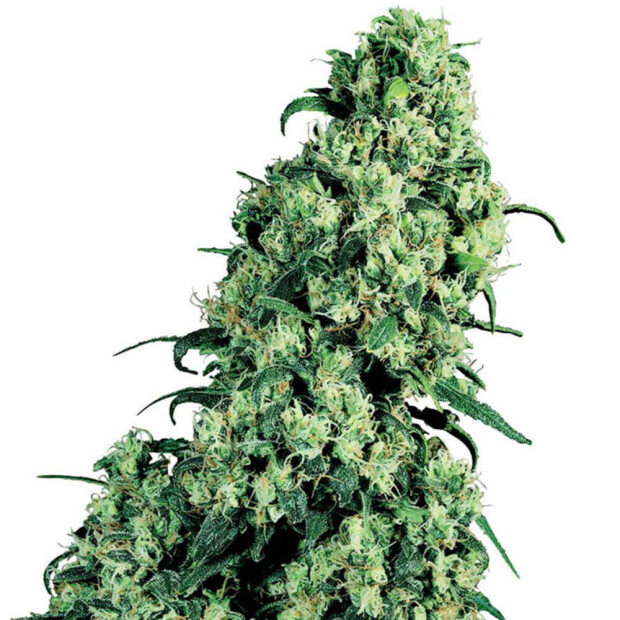 Sensi Seeds Skunk #1 Hanfsamen 10 Stück regular