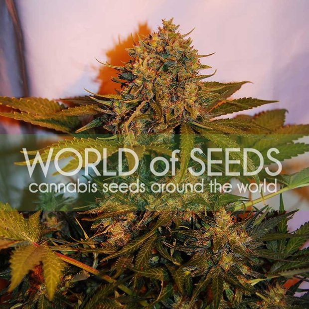 World of Seeds Northern Light x Big Bud Auto Hanfsamen
