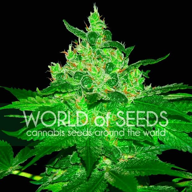 World of Seeds Afghan Kush Hanfsamen 7 Stück