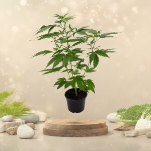 Mimosa x Orange Punch - Hanfsteckling [MOP]