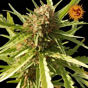 Barneys Red Cherry Berry Hanfsamen