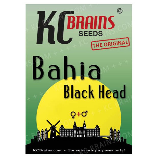 KC Brains Bahia Black Head Hanfsamen