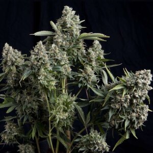 Pyramid Seeds Tutankhamon Auto Hanfsamen