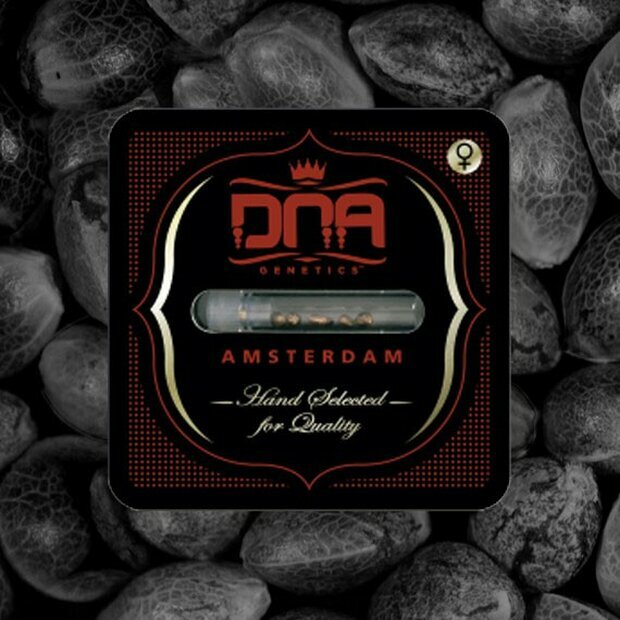 DNA DNAs Mix Pack Hanfsamen 3 Stück