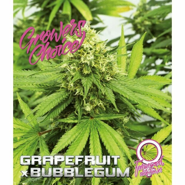 Growers Choice Auto Grapefruit x Bubblegum 5 Stck