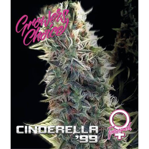 Growers Choice Cinderella 99