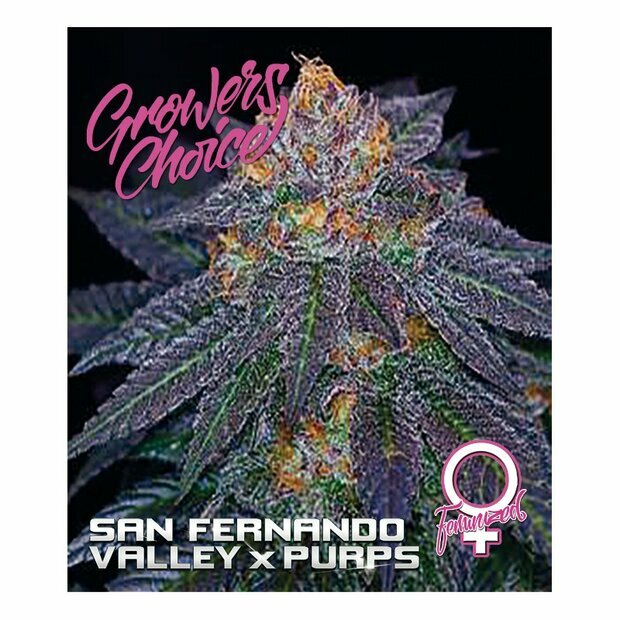 Growers Choice San Fernando Valley x Purps 5 Stck