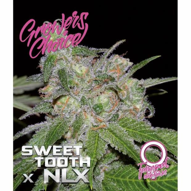 Growers Choice Auto Sweet Tooth x NLX