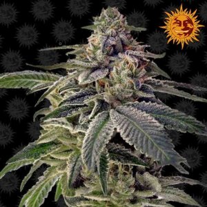 Barneys Shiskaberry Hanfsamen