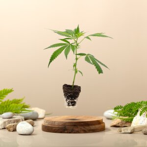 Peyote Cookies - Hanfsteckling kleiner Würfel